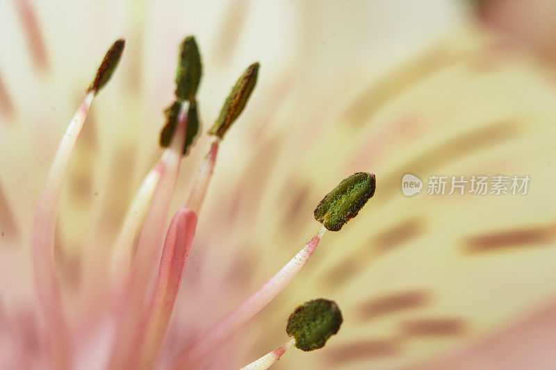 Alstroemeria