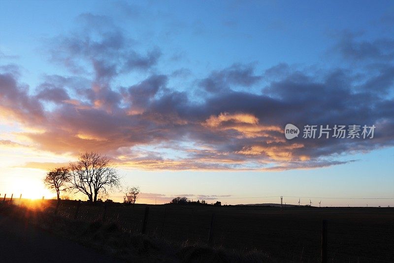 夕阳下田野上的树木顶着天空