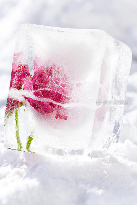 玫瑰被冻成冰块