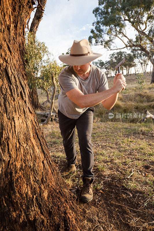戴着牛仔帽的农民试图用一把小斧子砍倒一棵树