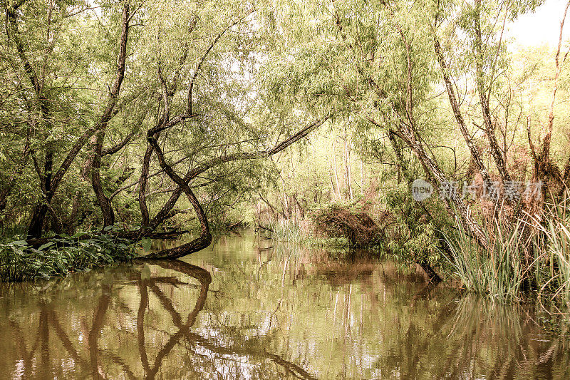 路易斯安那沼泽河口苔藓覆盖Tupelo树胶，柏树，水中倒影