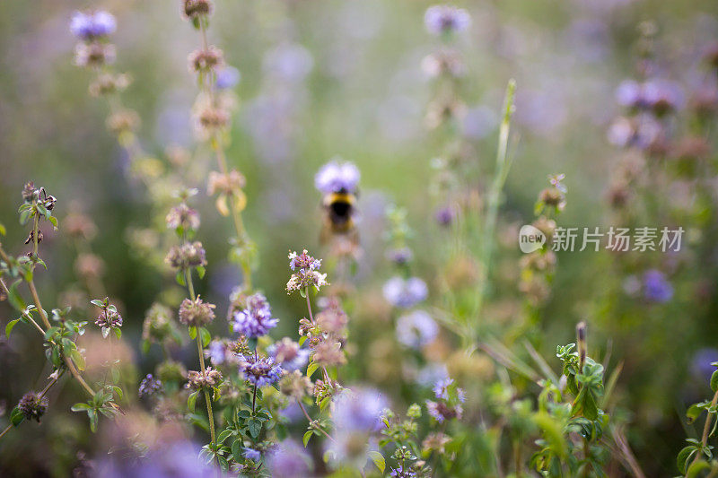 大黄蜂在薰衣草