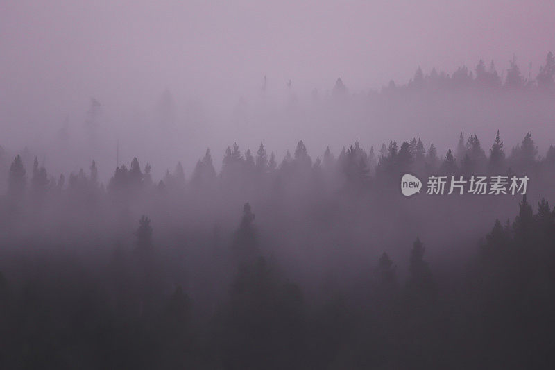 森林树木剪影透过紫色的雾霾，烟雾，雾，黄石国家公园
