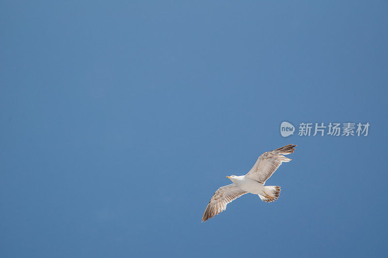 天空中的海鸥