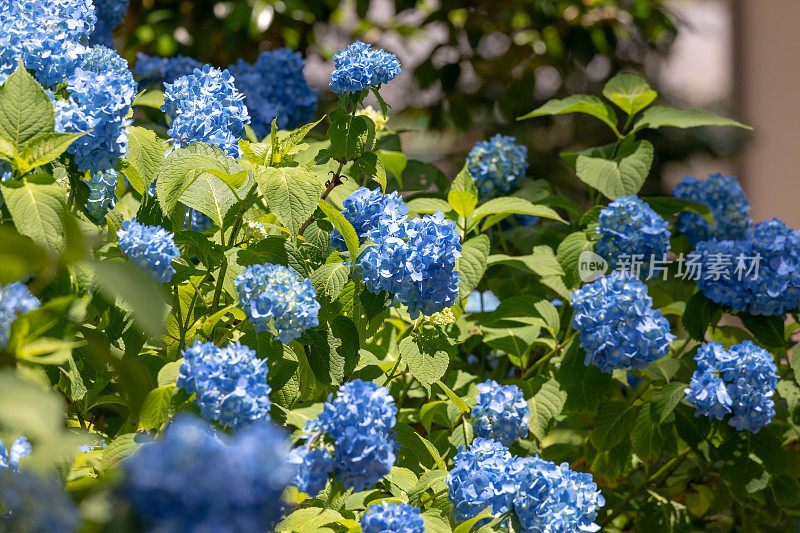 蓝色绣球花花