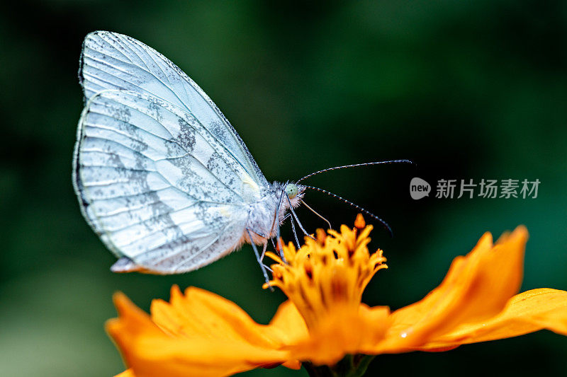 蝴蝶在黄花上