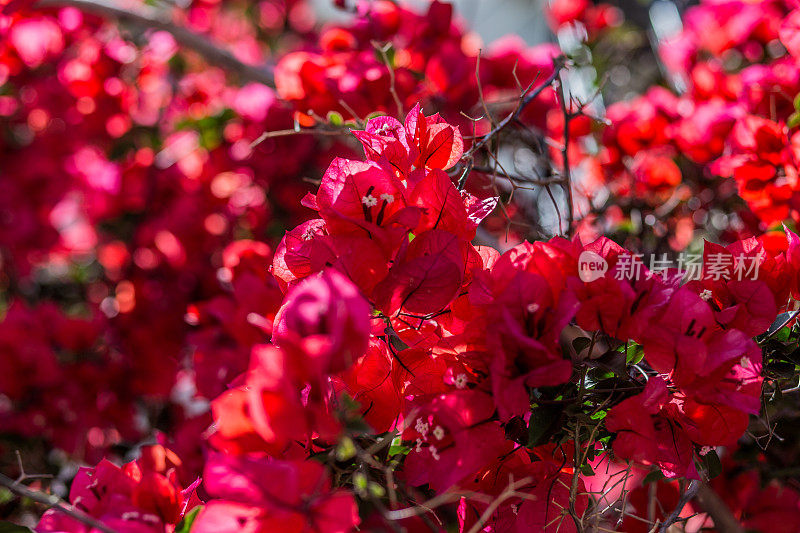 叶子花属植物