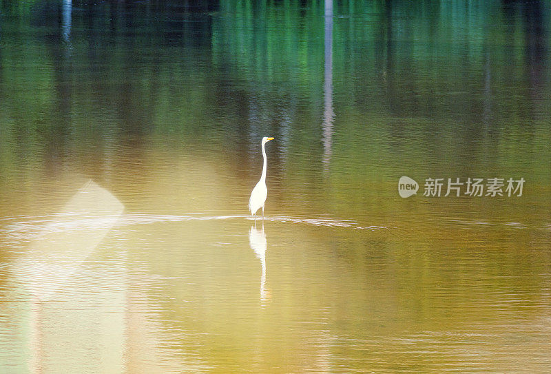 市中心美丽的湖。