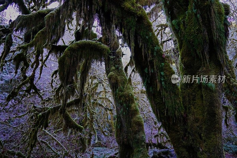 (Hoh雨林崇高