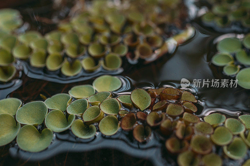 小型圆形植物，属热带水域气候