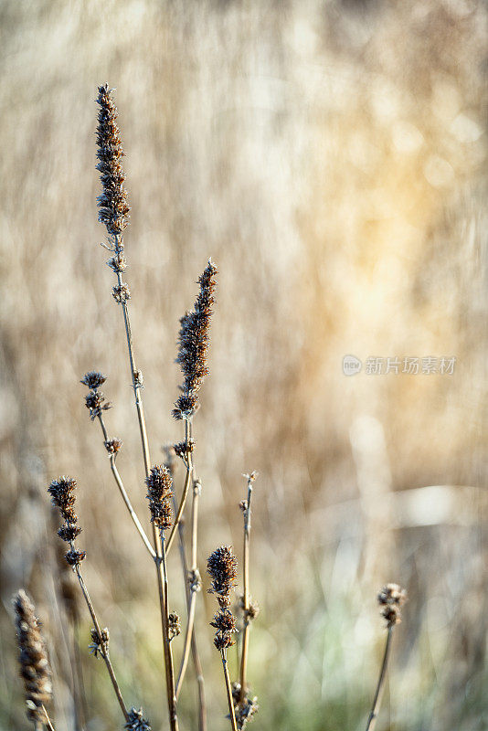 枯死的植物在冬天的阳光下