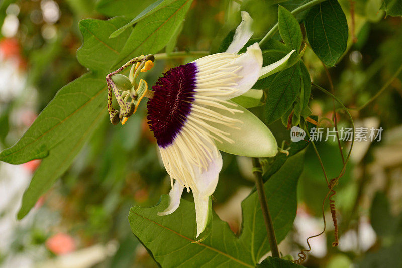 开花西番莲麻