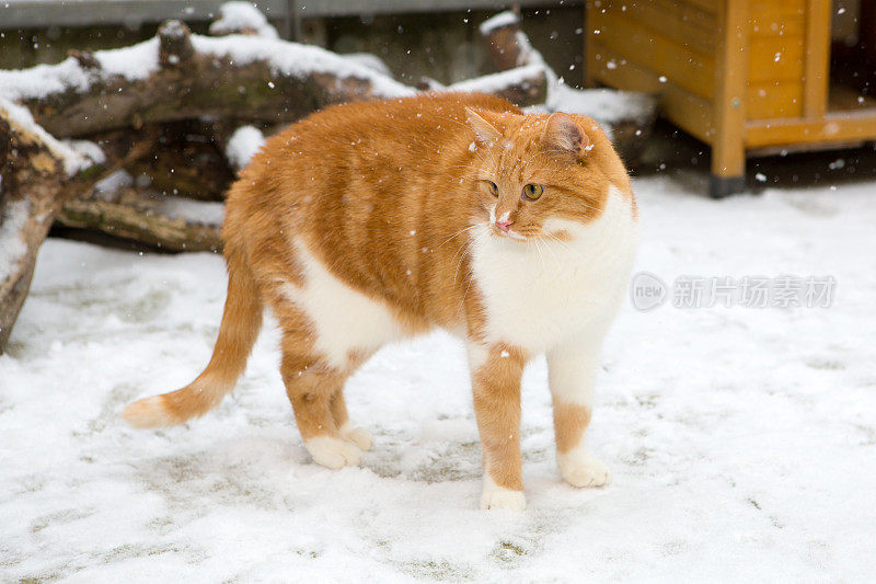 姜黄色虎斑猫站在雪中