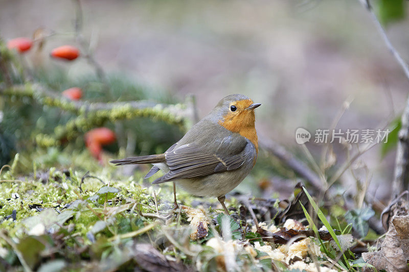 罗宾(红心rubecula)