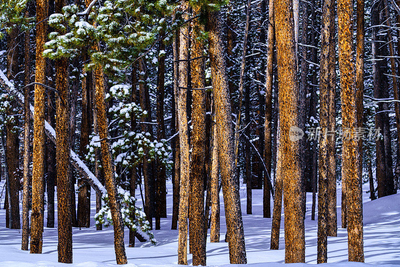 树干清新，冬雪景观优美