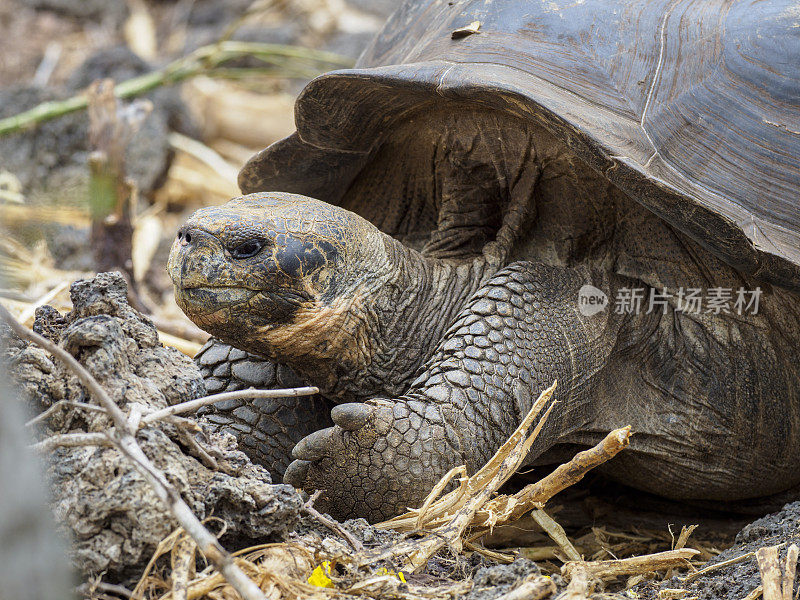 加拉帕戈斯群岛巨大的乌龟