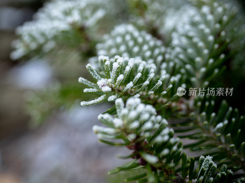 抽象的背景从草覆盖着白霜，白霜在草地上。清晨白霜的冰晶非常华丽，就像雕琢平面的钻石，就像单晶石。冬天的自然背景。