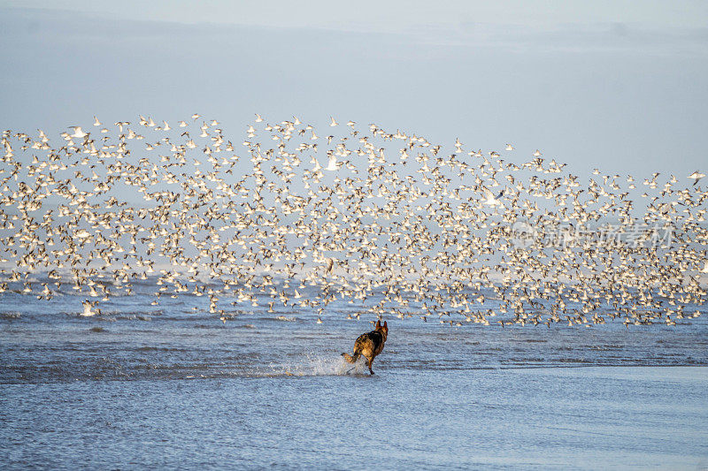 狗在海滩上追逐涉水的鸟