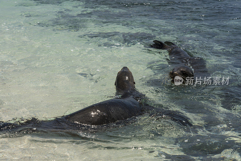 加拉帕戈斯群岛的海狮