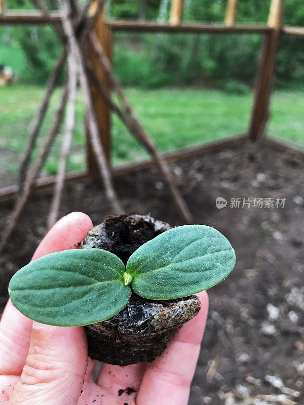 黄瓜苗在泥炭盆中，准备春季种植