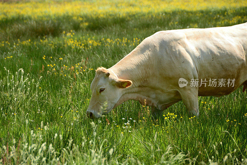 放牧单夏洛来奶牛。