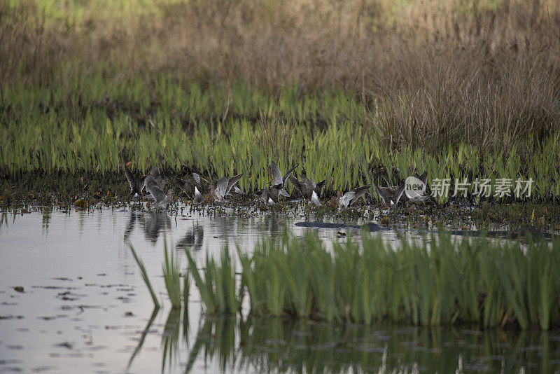 族dowitcher