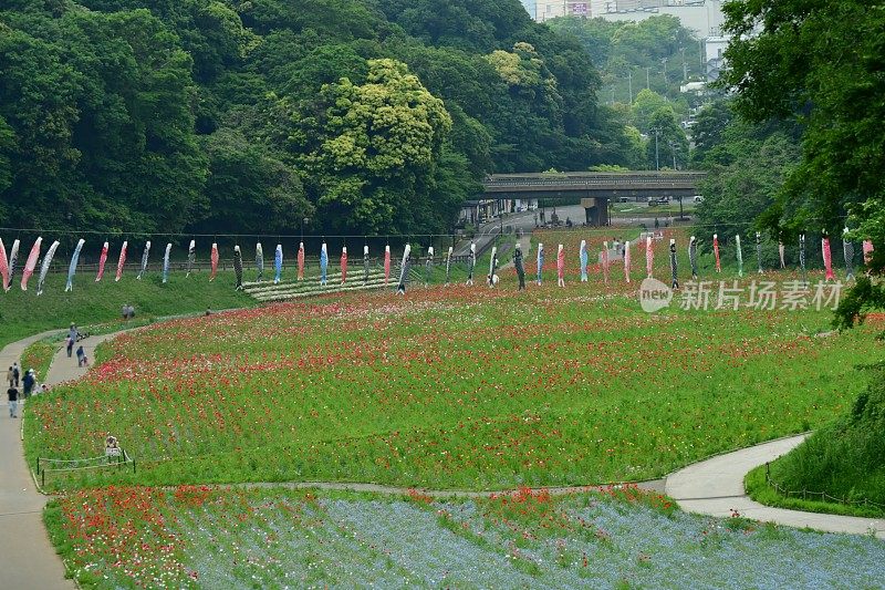 鲤鱼形状的充气袜子在日本儿童节