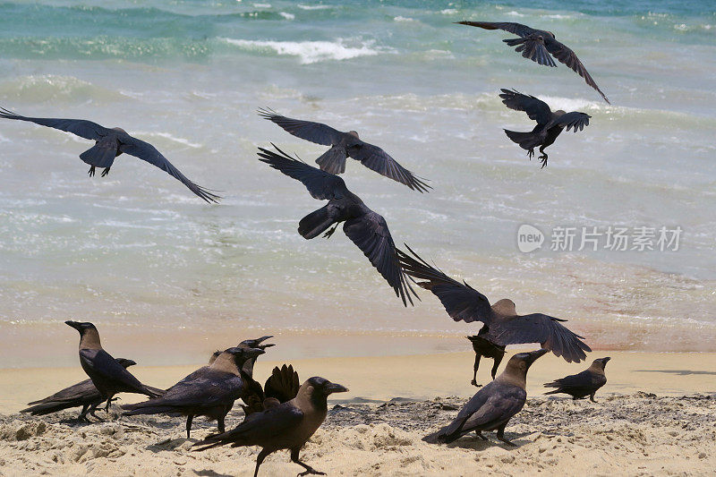 在强烈的阳光下，飞翔的黑印度乌鸦在阳光明媚的海滩上觅食，乌鸦在科瓦拉姆海滩，喀拉拉邦，南印度，热带海边的金色沙滩，蓝绿色的海浪拍打着海岸乌鸦飞过度假的游客