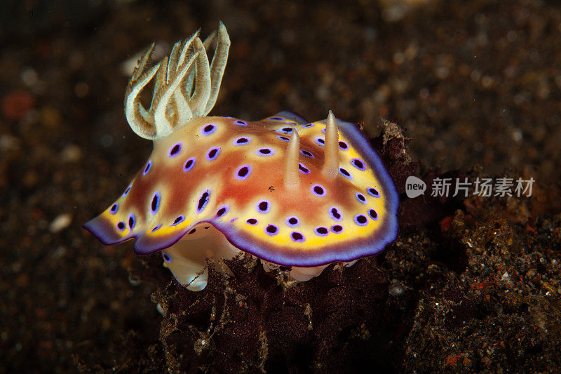 海洋生物。彩色的海蛞蝓水下生物裸鳃