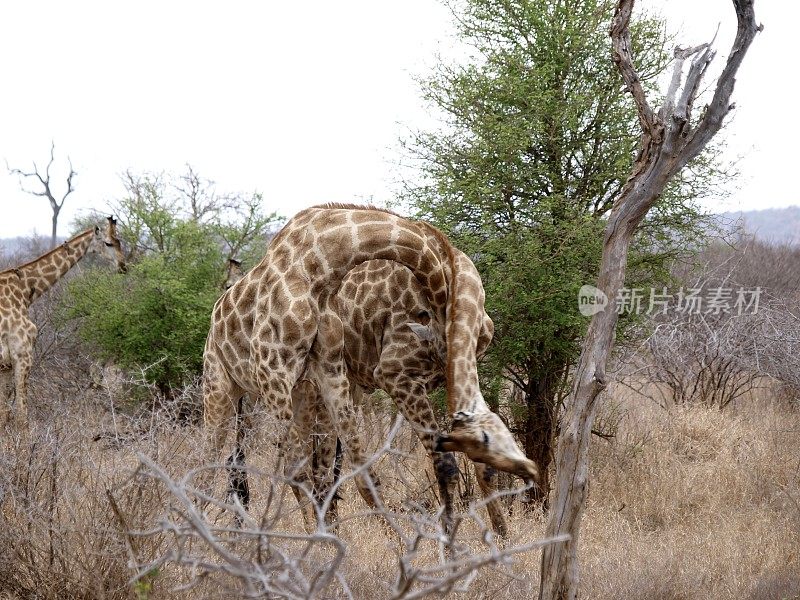 在南非克鲁格国家公园与长颈鹿公牛搏斗