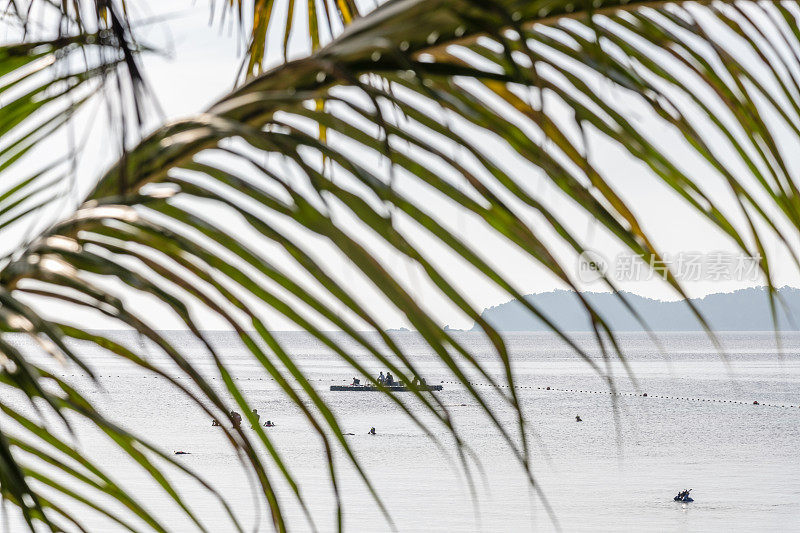 透过棕榈叶看到的海景