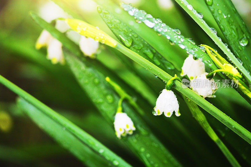 春雨中盛开的雪花百花