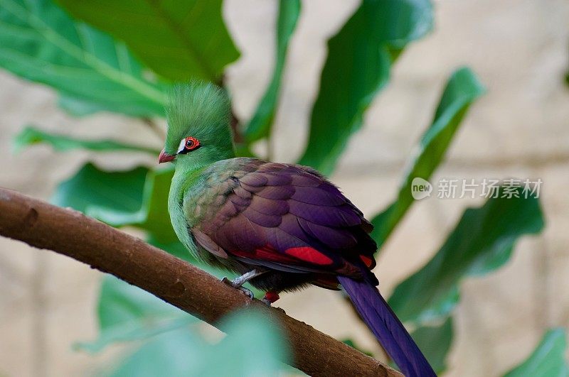 几内亚Turaco