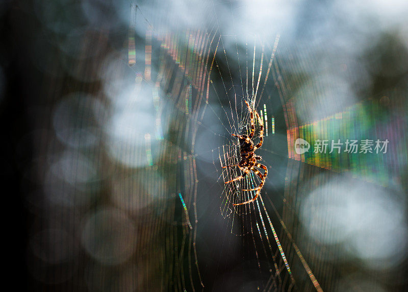 特写的蜘蛛背光在网上在早上