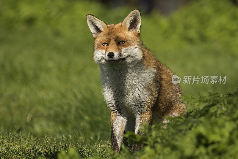 红狐狸