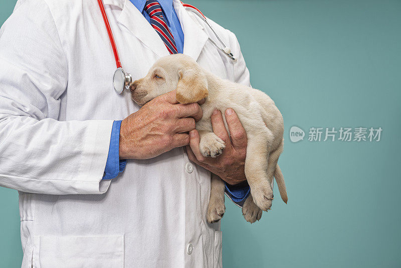 一名雄性兽医抱着一只8周大的黄色拉布拉多小狗