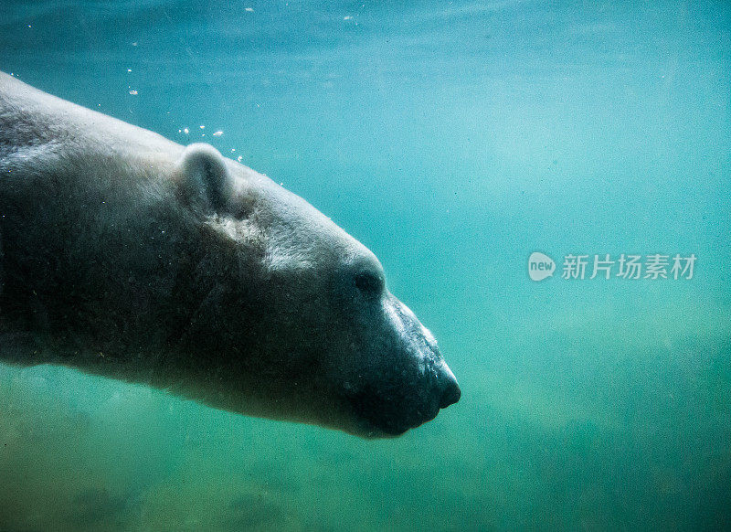 北极熊在水下游泳的特写