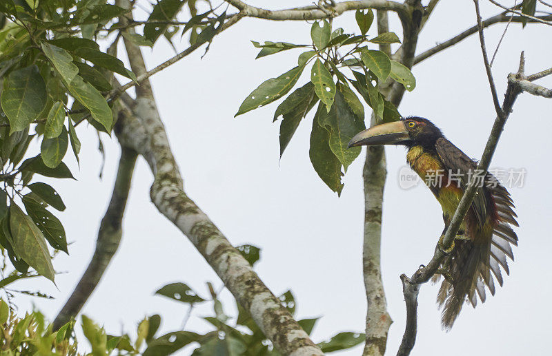 色彩鲜艳的野生颈蛛嘴巨嘴鸟在桑博亚国家公园，巴拿马在中美洲