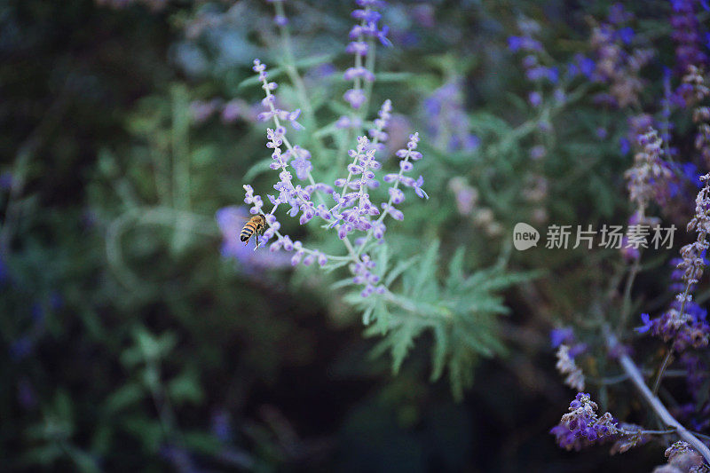 蜜蜂在薰衣草上