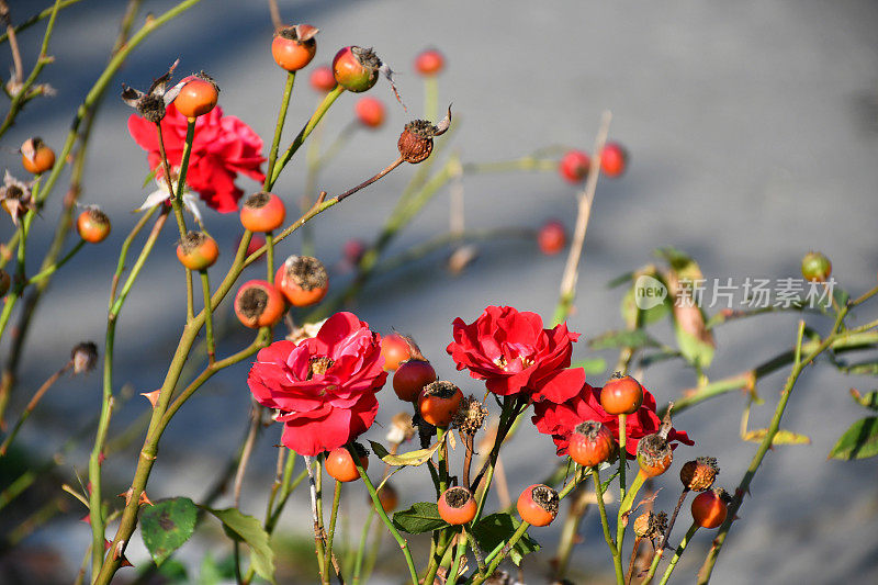 秋天的红玫瑰和玫瑰果