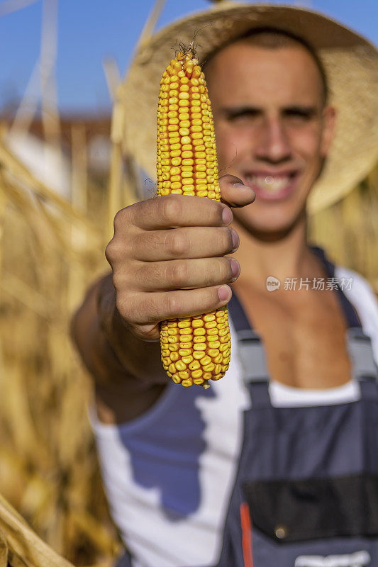 有机农民在田里看着甜玉米。