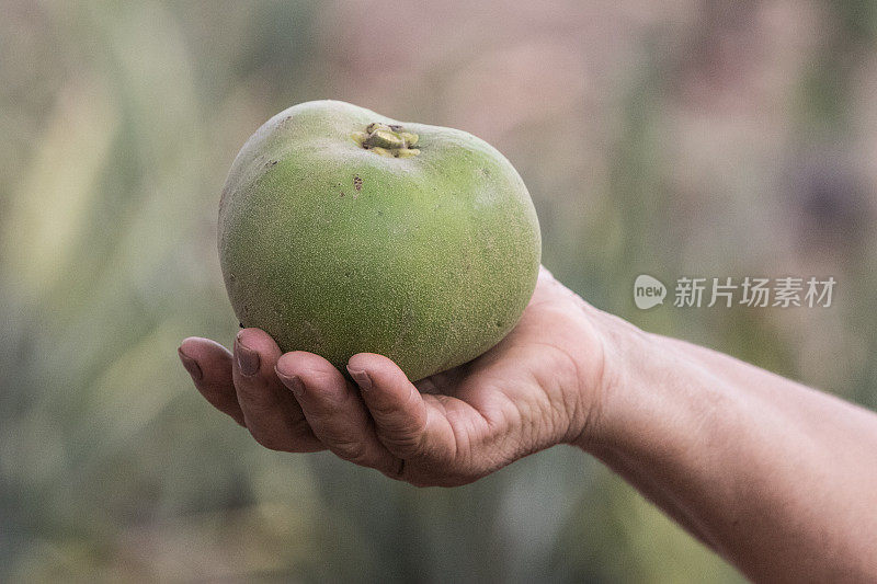 巴西塞拉多的植物群