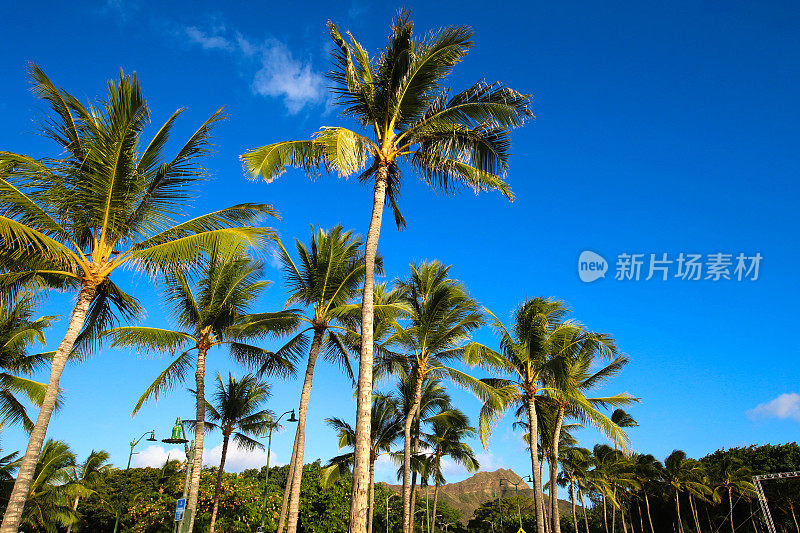 檀香山夏威夷棕榈树