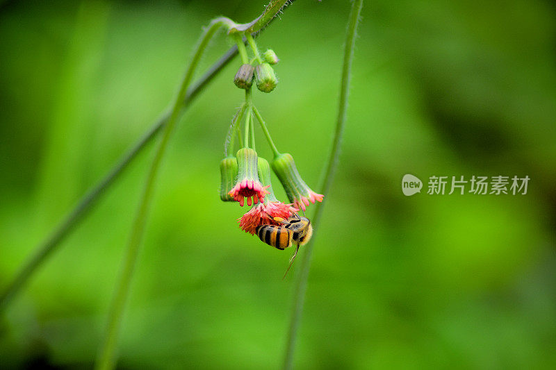 蜜蜂在给一朵小花授粉