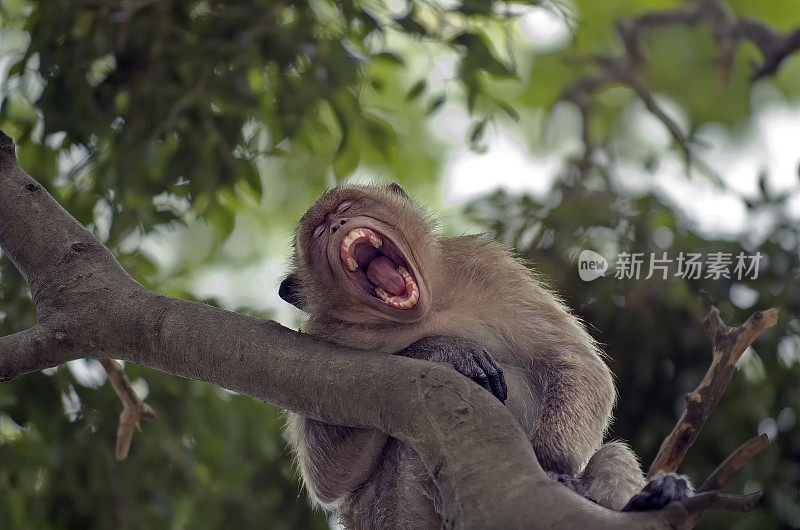 猴子打呵欠，坐在树上