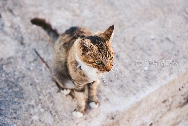 流浪猫坐着，希腊