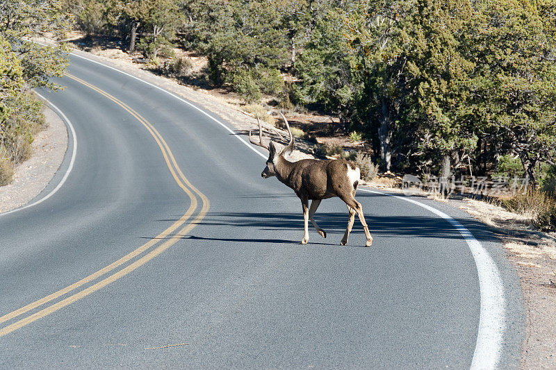 骡鹿过马路