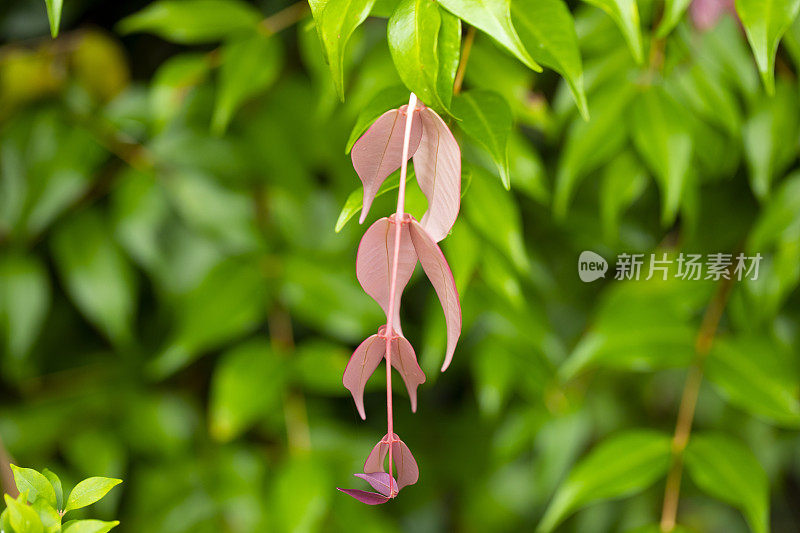 澳大利亚本土植物