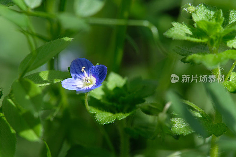 紫花植物野外特写