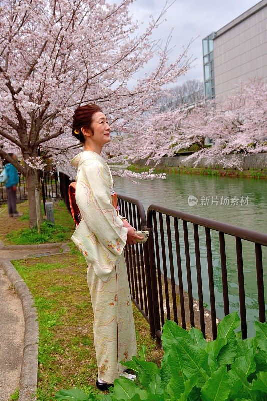 穿着和服的日本妇女在京都享受樱花盛开的季节